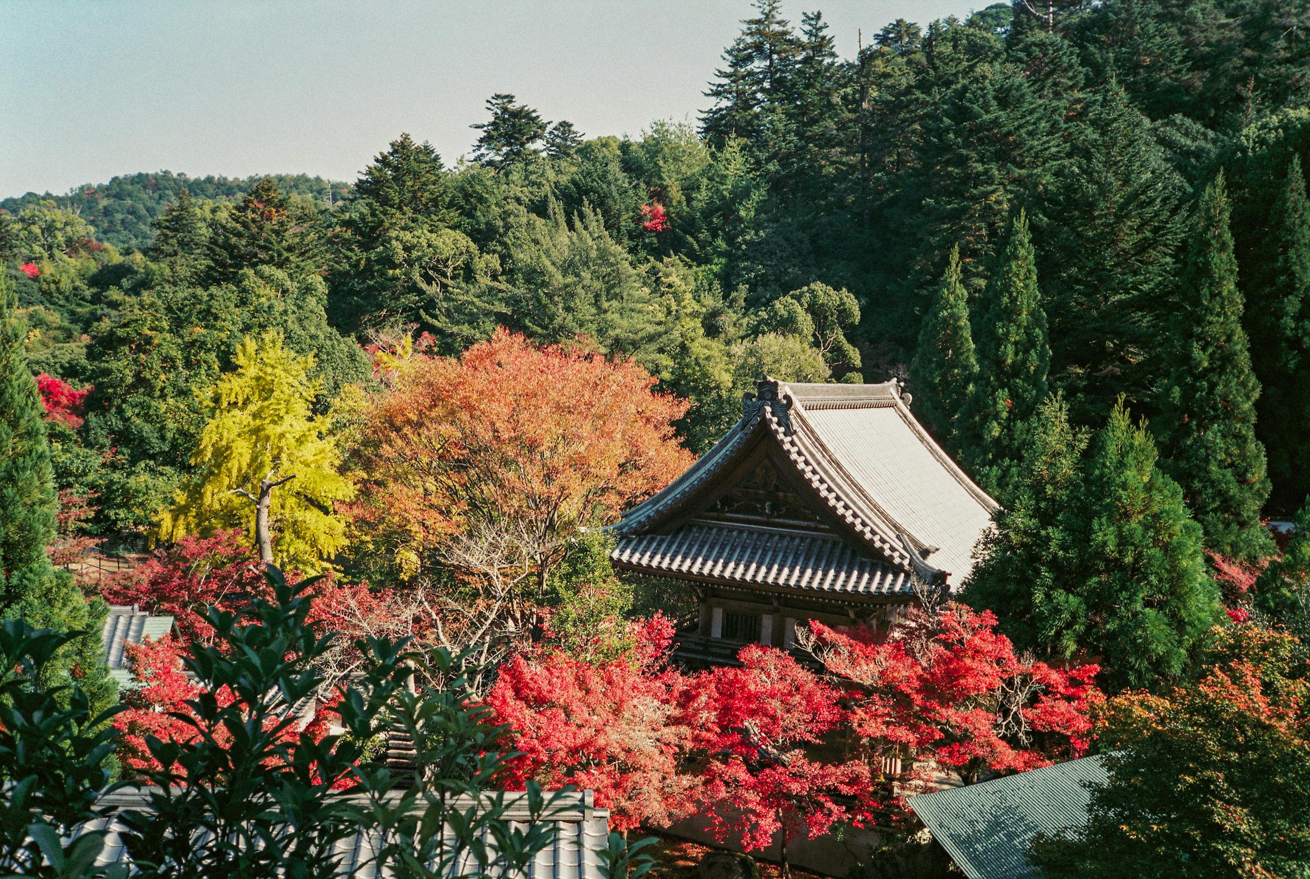 Explore a tranquil Japanese garden with vivid autumn foliage and traditional architecture.